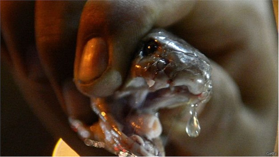 বাংলাদেশের ঢাকার একটি এলাকা থেকে প্রায় অর্ধশত কোটি টাকা মূল্যমানের সাপের বিষ উদ্ধার করেছে পুলিশ বাংলাদেশের ঢাকার একটি এলাকা থেকে প্রায় অর্ধশত কোটি টাকা মূল্যমানের সাপের বিষ উদ্ধার করেছে পুলিশ