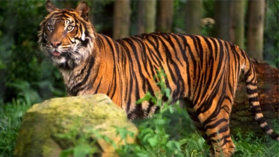 সার্কাস থেকে বেরিয়ে প্যারিসের রাস্তায় ঘোরাফেরা করতে শুরু করে একটি বাঘ সার্কাস থেকে বেরিয়ে প্যারিসের রাস্তায় ঘোরাফেরা করতে শুরু করে একটি বাঘ