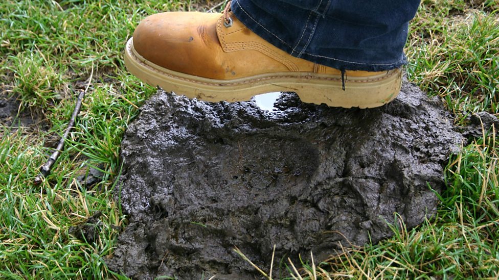 পোকামাকড় দূর করতে মধ্যযুগের মানুষজন বিছানার কাছে গোবর রাখতেন পোকামাকড় দূর করতে মধ্যযুগের মানুষজন বিছানার কাছে গোবর রাখতেন