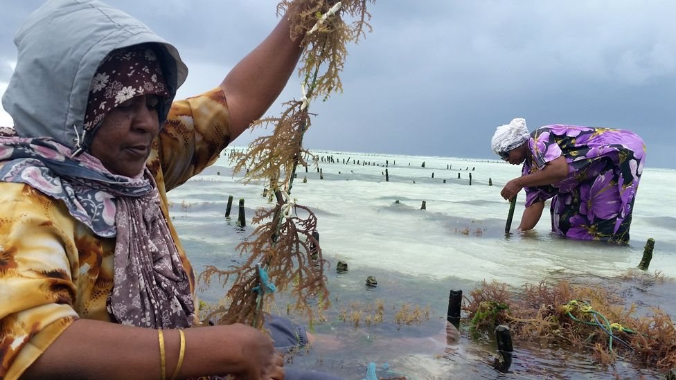 সিউইড বা সামুদ্রিক শিকড় চাষ করে অর্থনৈতিক মুক্তির পথ খুঁজে পেয়েছেন জাঞ্জিবারের নারীরা।
