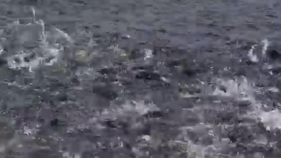 এই তেলাপিয়া দারুণ জনপ্রিয় গানায়