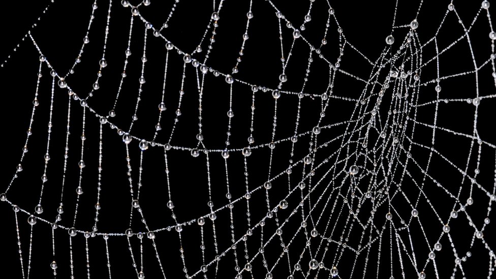 Water droplets on cobweb Water droplets on cobweb