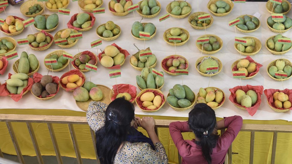 টেবিলে সাজানো বিভিন্ন প্রজাতির আম