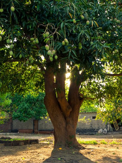 ঝুলন্ত আম সহ একটি আম গাছ
