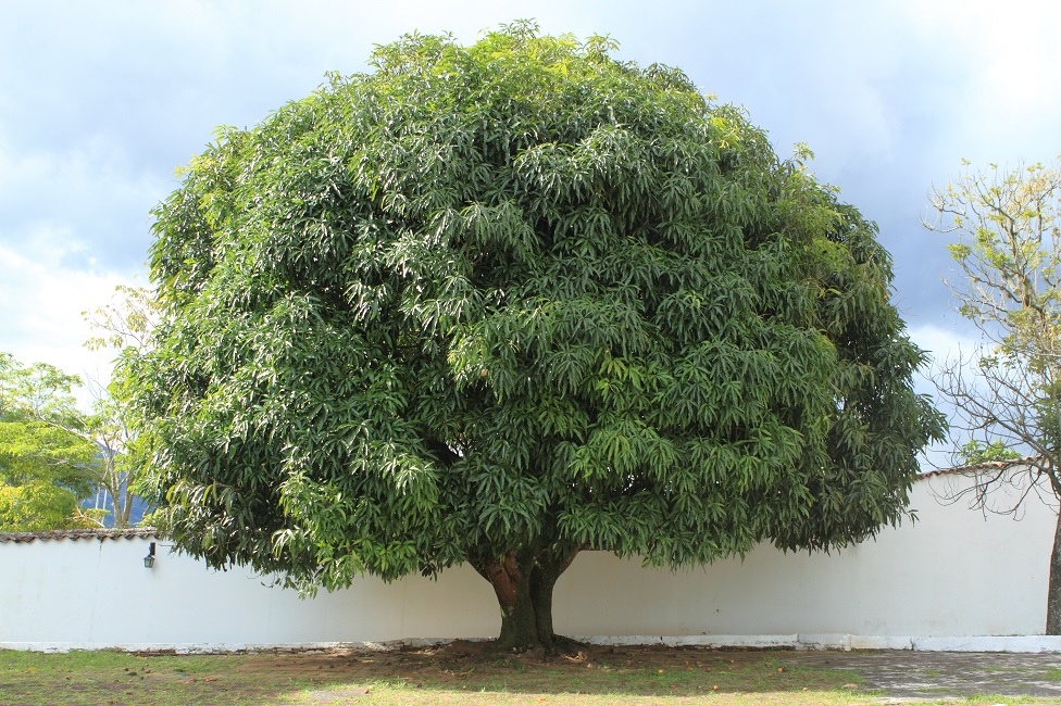 বড় একটি আম গাছ