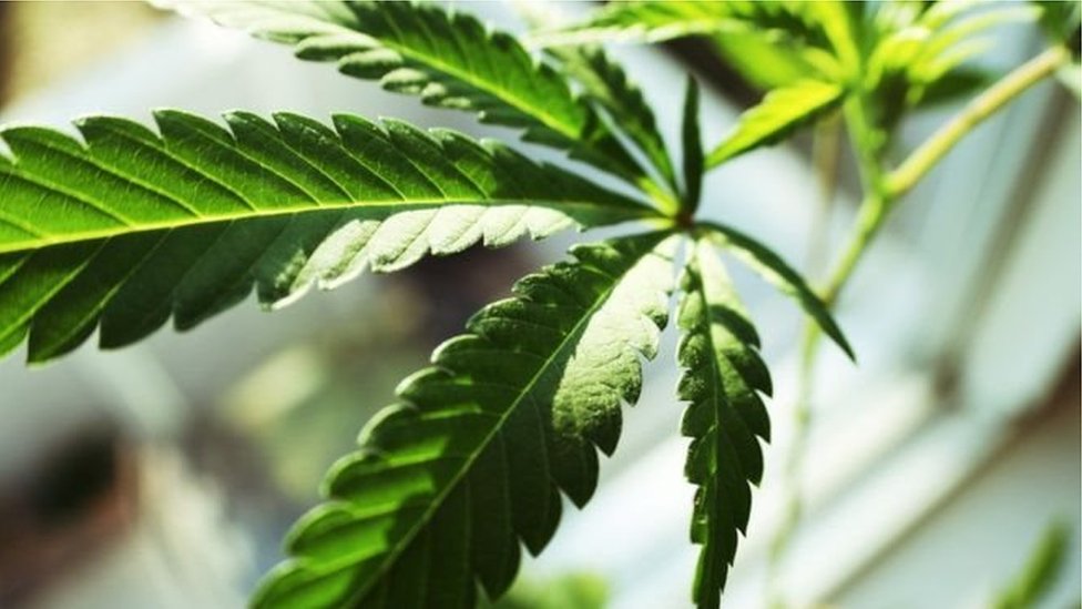 বিশ্বের কয়েকটি দেশ গাঁজা বৈধ ঘোষণা করলেও, চিকিৎসকরা এখনো এর ব্যবহার নিয়ে সবাই একমত হতে পারেননি বিশ্বের কয়েকটি দেশ গাঁজা বৈধ ঘোষণা করলেও, চিকিৎসকরা এখনো এর ব্যবহার নিয়ে সবাই একমত হতে পারেননি