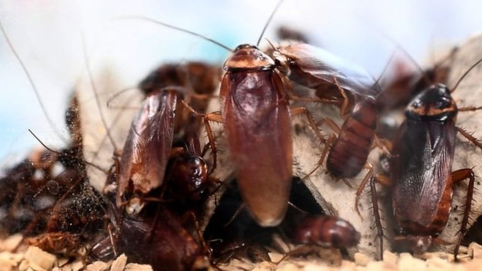 তেলাপোকা