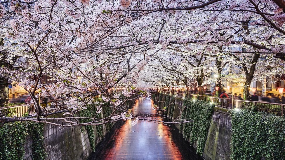 চেরি ব্লসম চেরি ব্লসম