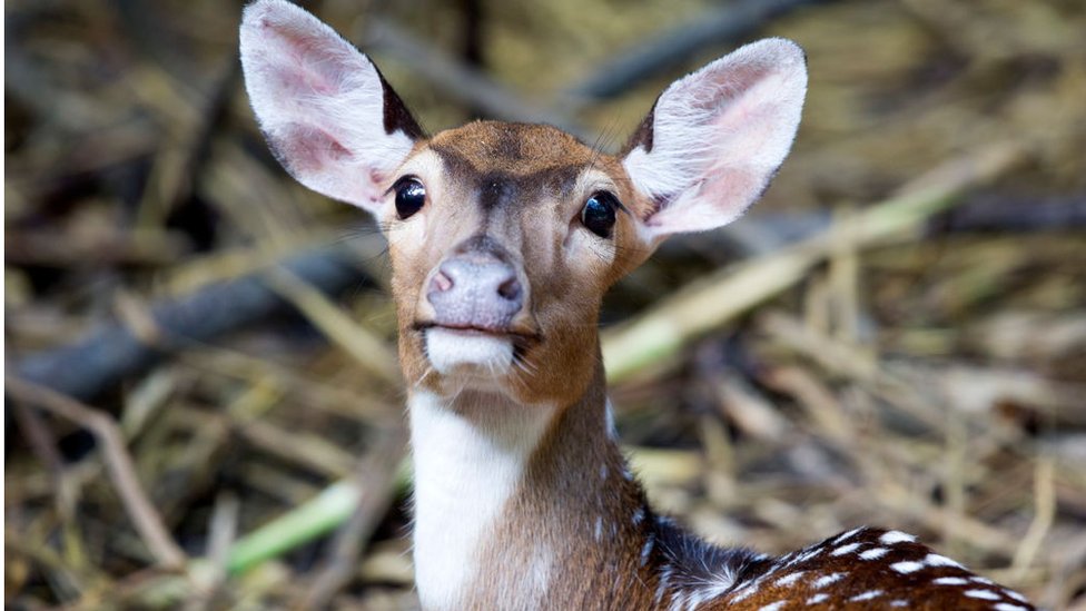 মূলত চিত্রা হরিণই শিকার করা হয়।