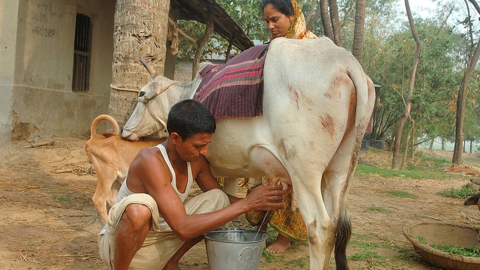 ক্ষুদ্র খামারিরা গরু বাঁচাতে অনেক সময় চিকিৎসকের পরামর্শ ছাড়াই অ্যান্টিবায়োটিক খাওয়ান ক্ষুদ্র খামারিরা গরু বাঁচাতে অনেক সময় চিকিৎসকের পরামর্শ ছাড়াই অ্যান্টিবায়োটিক খাওয়ান
