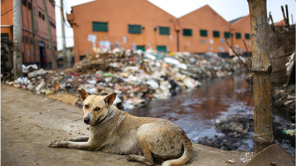 কোরবানির বর্জ্য যত্রতত্র না ফেলার আহ্বান সিটি কর্পোরেশনের কোরবানির বর্জ্য যত্রতত্র না ফেলার আহ্বান সিটি কর্পোরেশনের