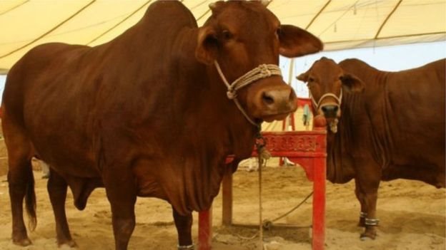 এই বছর ঈদে এক কোটির উপরে পশু কোরবানি হতে পারে। এই বছর ঈদে এক কোটির উপরে পশু কোরবানি হতে পারে।