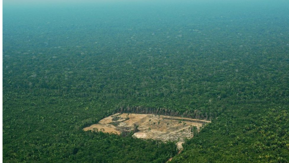 ব্রাজিলের অ্যামাজনে নির্বিচারে চলছে বন উজাড়।