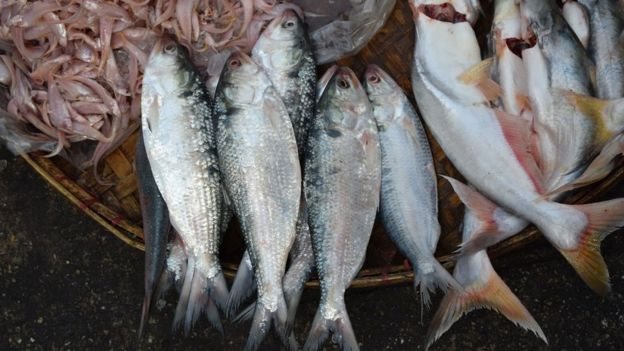 ইলিশ
