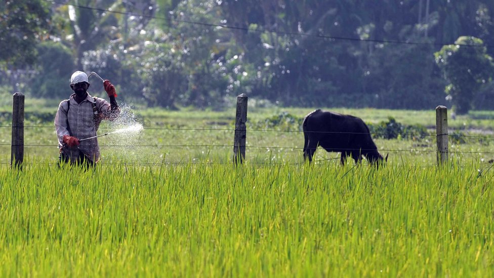 মাঠে কীটনাশক দিচ্ছেন এক শ্রীলঙ্কান কৃষক মাঠে কীটনাশক দিচ্ছেন এক শ্রীলঙ্কান কৃষক
