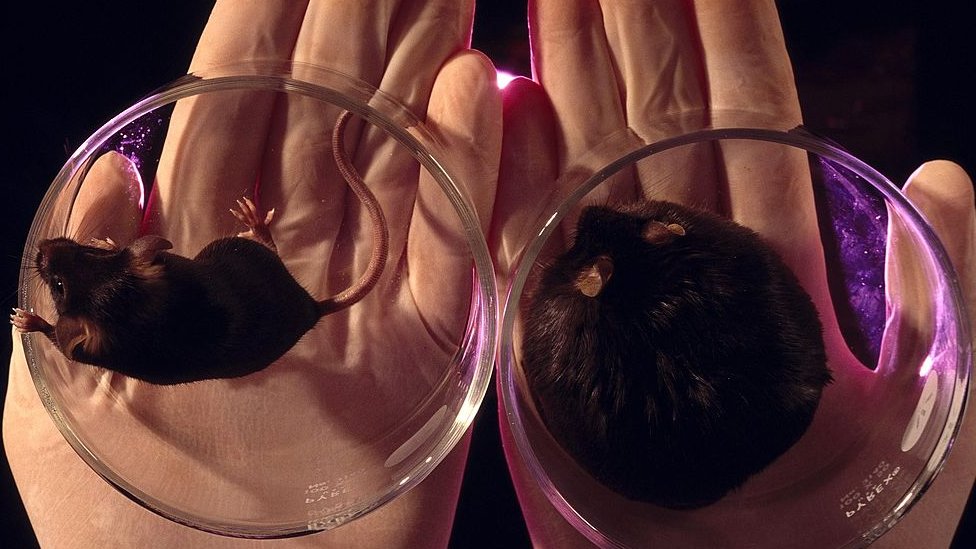 ১৯৯০ এর দশক থেকেই বিজ্ঞানীরা ধারণা করে আসছেন যে, স্থূলতার সঙ্গে বংশগত সম্পর্ক রয়েছে। ১৯৯০ এর দশক থেকেই বিজ্ঞানীরা ধারণা করে আসছেন যে, স্থূলতার সঙ্গে বংশগত সম্পর্ক রয়েছে।