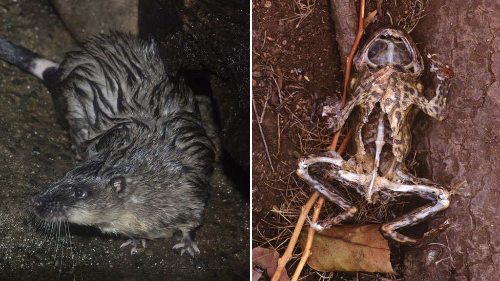 বিষাক্ত ব্যাঙের হামলা এড়িয়ে সেগুলোকে খেতে শিখেছে অস্ট্রেলিয়ার পানির ইঁদুর