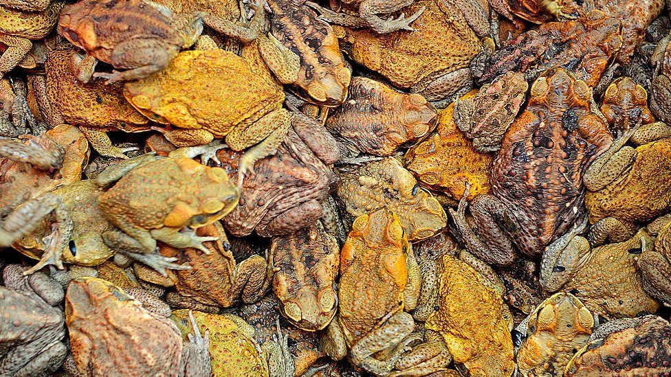 অস্ট্রেলিয়ায় এখন দেড়শ কোটি ক্যান টোড রয়েছে বলে ধারণা করেন বিজ্ঞানীরা