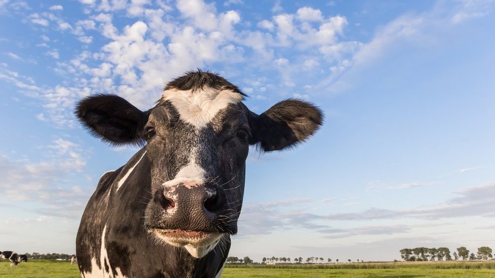 প্রাণীজাত যে কোনো কিছুর বিরুদ্ধে ভিগানরা