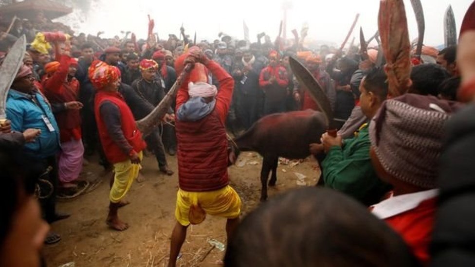 ২০১৪ সালের সর্বশেষ উৎসবে প্রায় দুই লাখ প্রাণী হত্যা করা হয়েছিল।