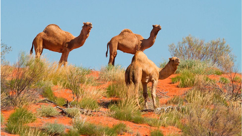 অস্ট্রেলিয়ায় হাজার হাজার উট মেরে ফেলার সিদ্ধান্ত নিয়েছে কর্তৃপক্ষ অস্ট্রেলিয়ায় হাজার হাজার উট মেরে ফেলার সিদ্ধান্ত নিয়েছে কর্তৃপক্ষ