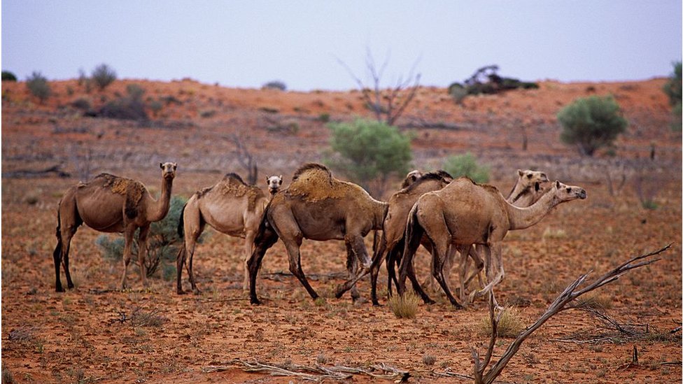 উটের মৃতদেহ গুরুত্বপূর্ণ পানির উৎসকে দূষিত করে বলে জানিয়েছে দেশটির কর্তৃপক্ষ উটের মৃতদেহ গুরুত্বপূর্ণ পানির উৎসকে দূষিত করে বলে জানিয়েছে দেশটির কর্তৃপক্ষ