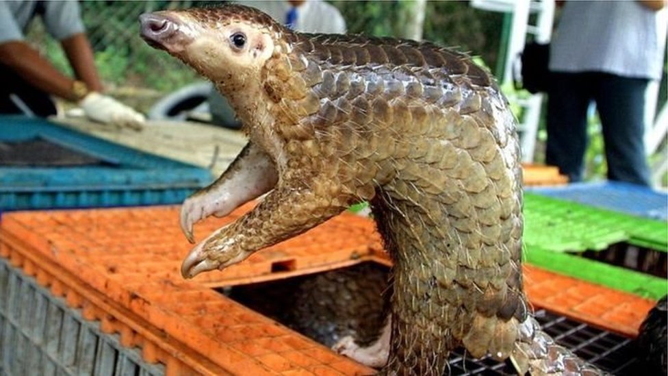 প্যাঙ্গোলিন প্যাঙ্গোলিন
