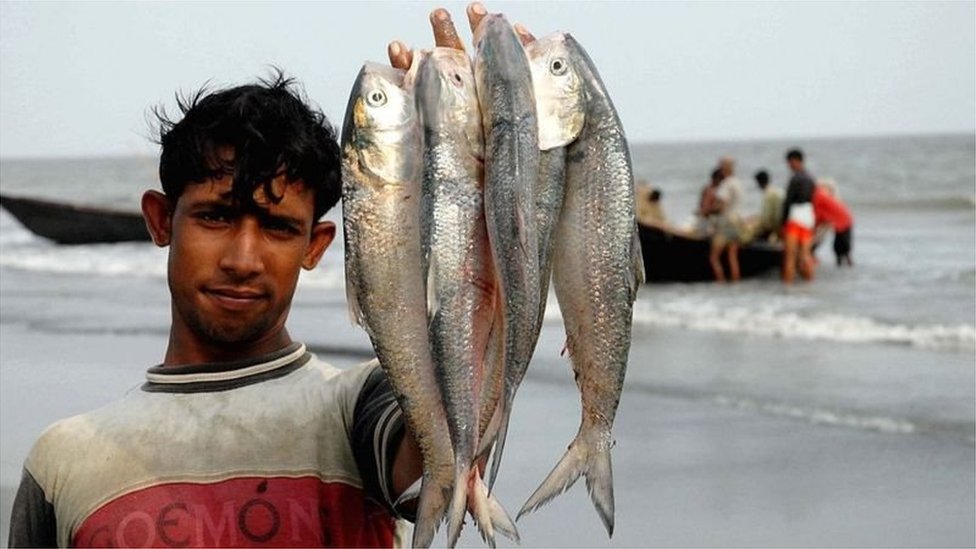 ইলিশ