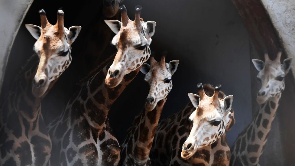 বিভিন্ন প্রাণীর মধ্যে বিভিন্ন ভাবে সংখ্যার বোধ সৃষ্টি হয় বিভিন্ন প্রাণীর মধ্যে বিভিন্ন ভাবে সংখ্যার বোধ সৃষ্টি হয়