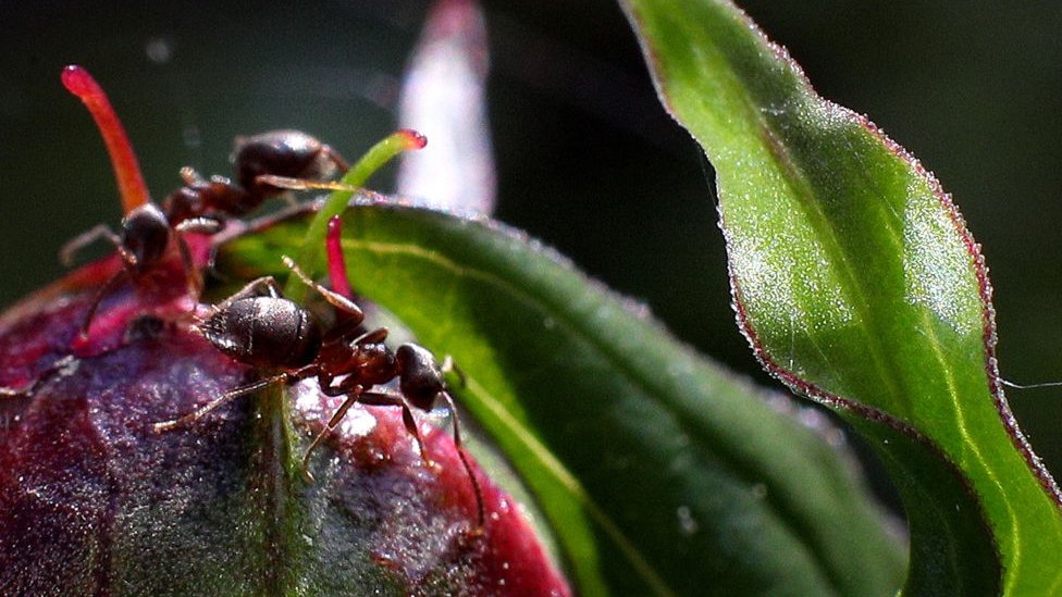 সংখ্যা হিসেব করে বাড়ি বদল করে জাপানি পিঁপড়ে সংখ্যা হিসেব করে বাড়ি বদল করে জাপানি পিঁপড়ে