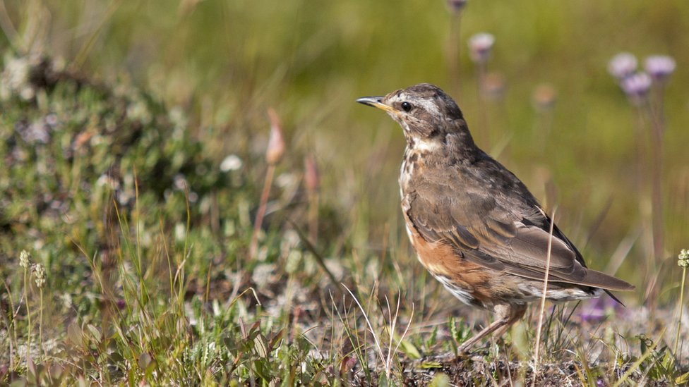 কাউবার্ড কাউবার্ড