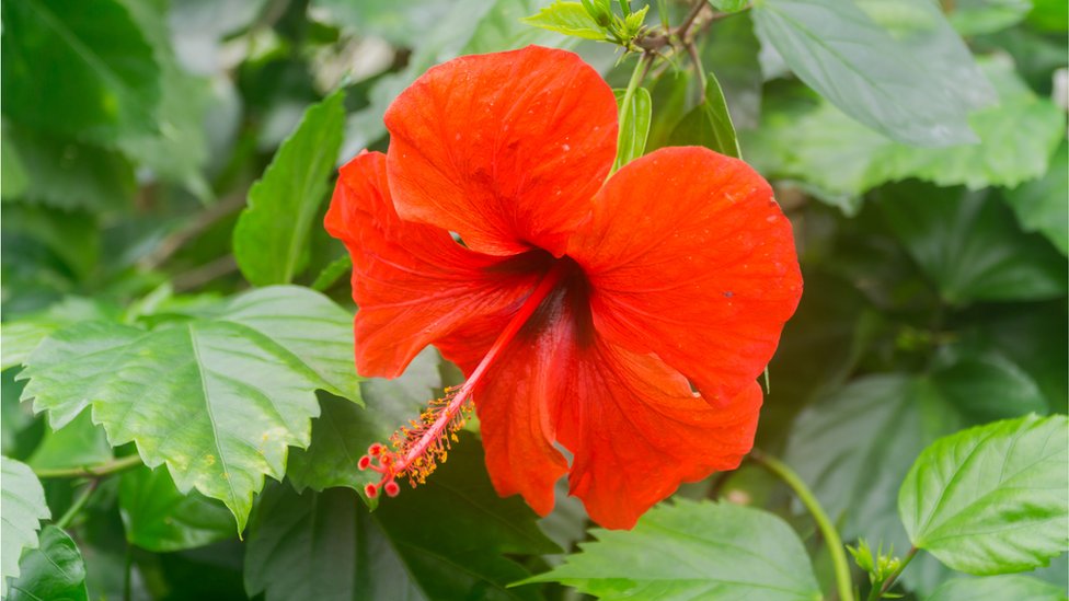 জন্ডিসের জন্য পাতার জুস খাওয়া হয়।