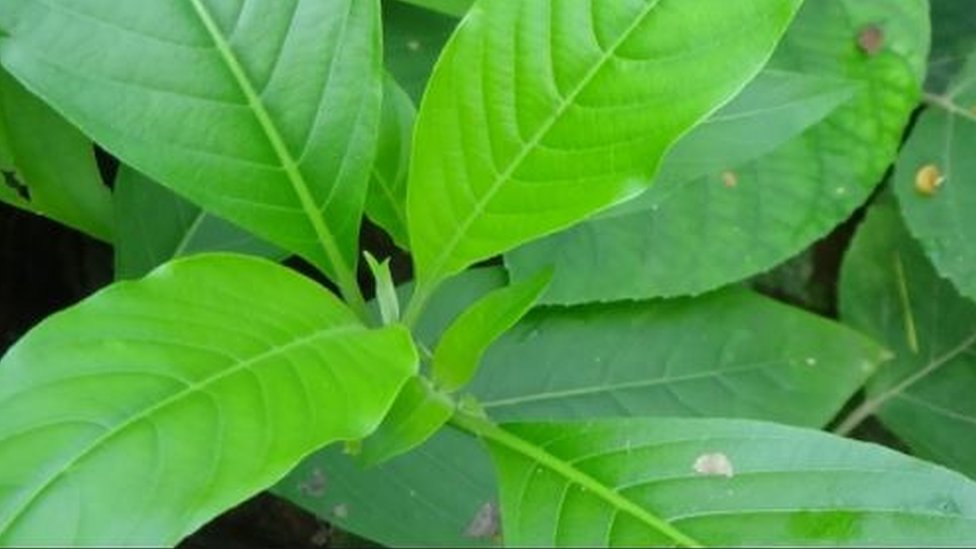 ঠাণ্ডার জন্য, ফুসফুসের নানা সমস্যায় বাসক পাতার রস ফুটিয়ে সেই রস বা পানি খাওয়ানো হয়।
