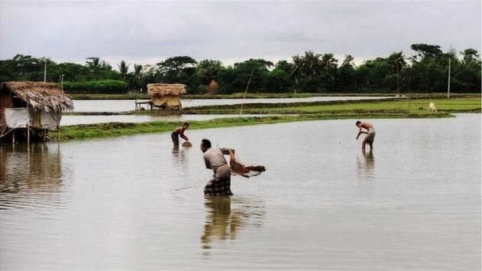 বাংলাদেশে চাষের জন্য তেলাপিয়া ও পাঙ্গাশ বেশি জনপ্রিয় খামারিদের কাছে