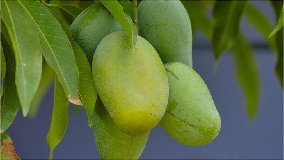 আম আম