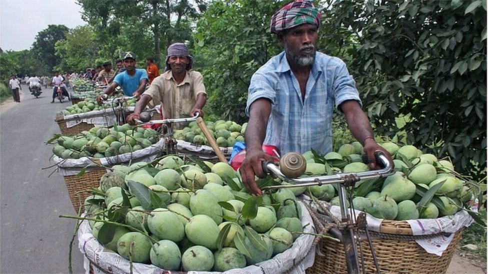আম পরিবহনের সাথে চাঁপাই নবাবগঞ্জে হাজার-হাজার মানুষ জড়িত। আম পরিবহনের সাথে চাঁপাই নবাবগঞ্জে হাজার-হাজার মানুষ জড়িত।