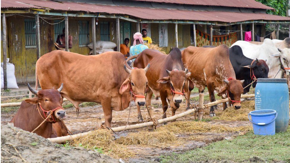 গরু