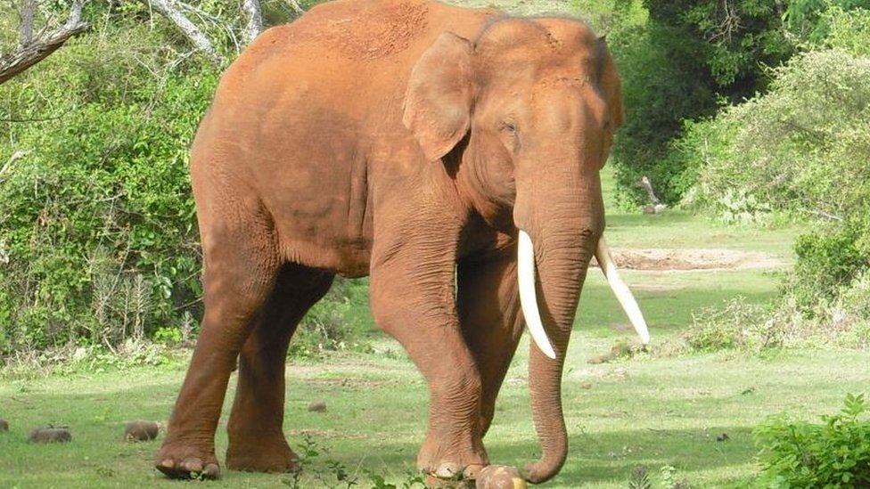 উটি শহরে রিভাল্ডো। উটি শহরে রিভাল্ডো।