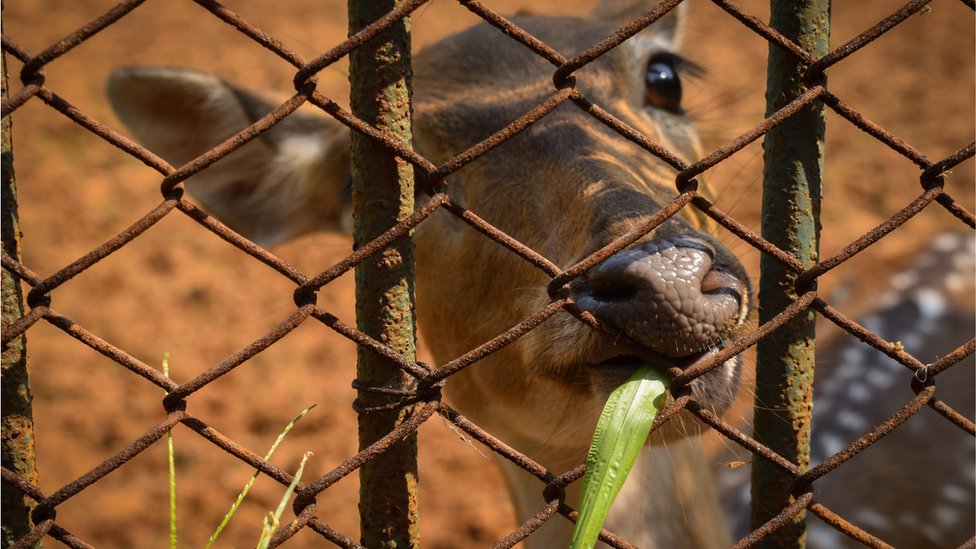 চিড়িয়াখানায় চিত্রা হরিণ তৃণ খাচ্ছে। চিড়িয়াখানায় চিত্রা হরিণ তৃণ খাচ্ছে।