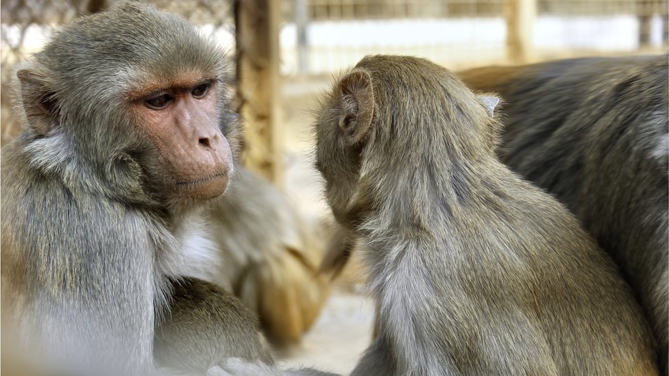 চিড়িয়াখানায় বানরের সংখ্যা প্রতিনিয়ত বাড়ছে। চিড়িয়াখানায় বানরের সংখ্যা প্রতিনিয়ত বাড়ছে।