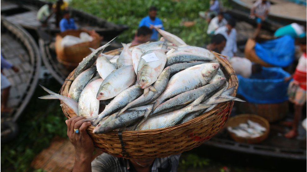 জোয়ারের সময় ইলিশ মাছ বেশি ধরা পড়ে