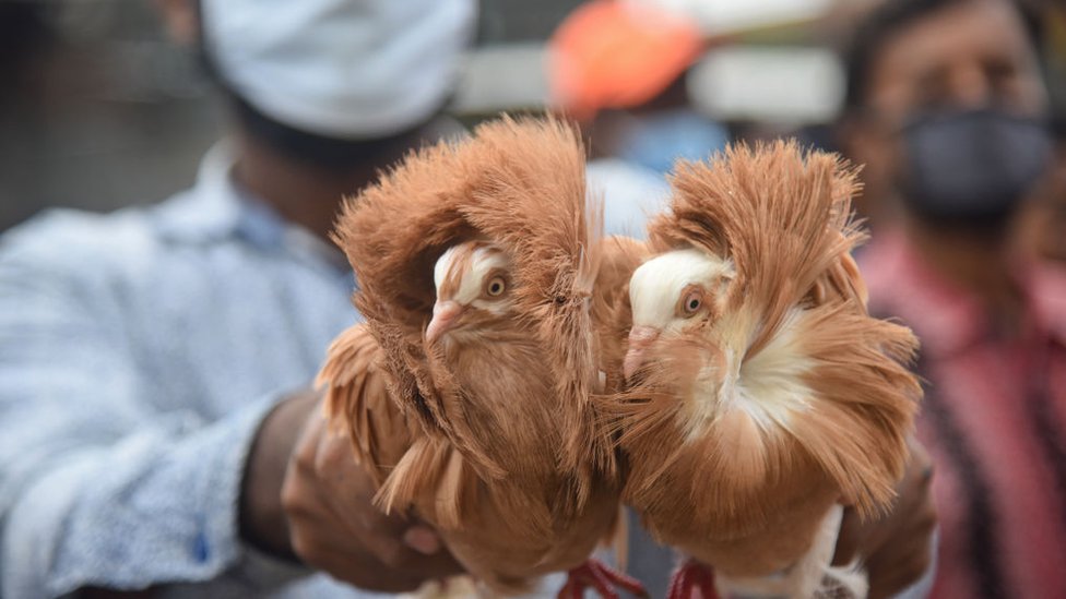 ঢাকার একটি বাজারে বিক্রির জন্য আনা কবুতর