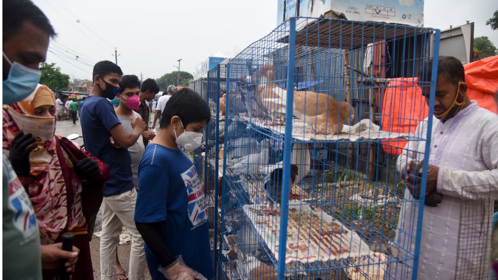 কবুতর বাজার
