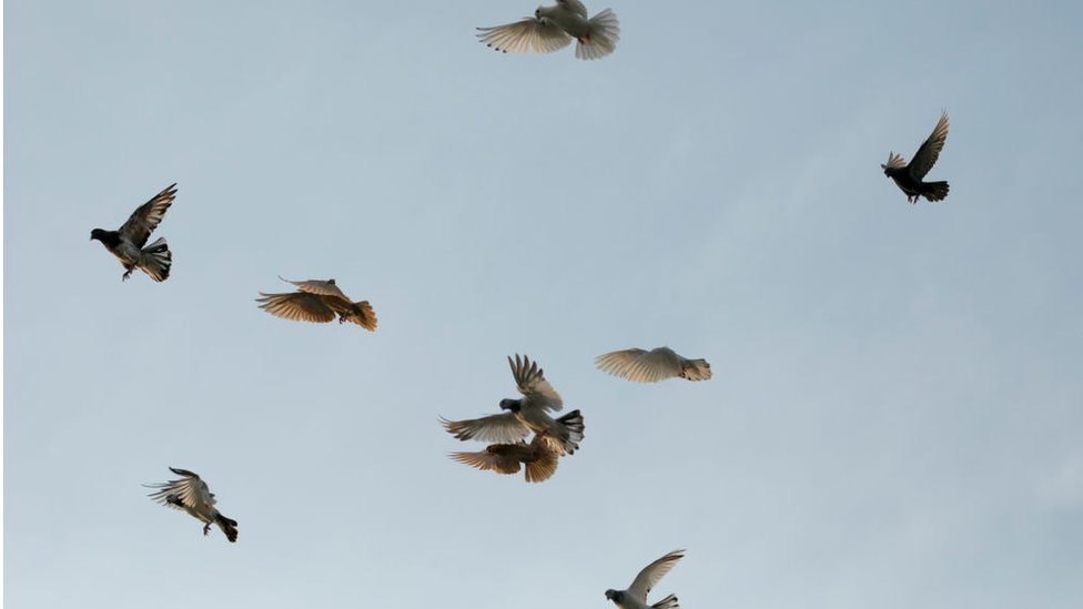 ঢাকার আকাশে কবুতর