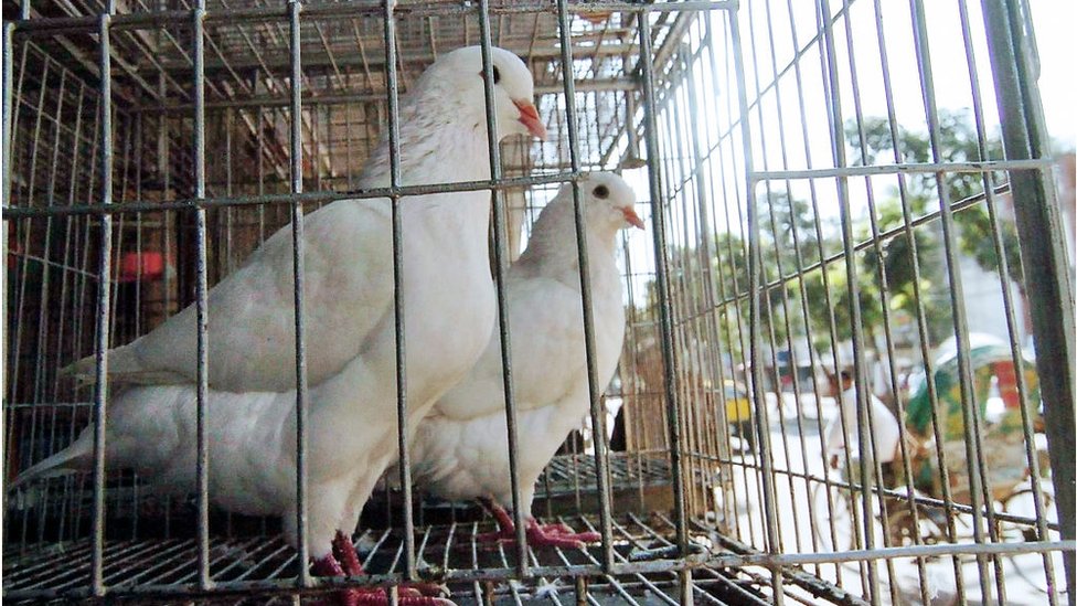 কবুতর পালন বাংলাদেশে বেশ জনপ্রিয়