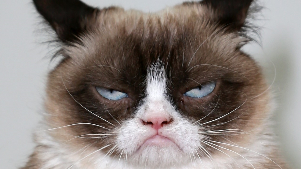 গ্রাম্পি ক্যাট হিসেবে খ্যাত এই বিড়ালটি ইন্টারনেট দুনিয়ায় ব্যাপক জনপ্রিয় ছিল