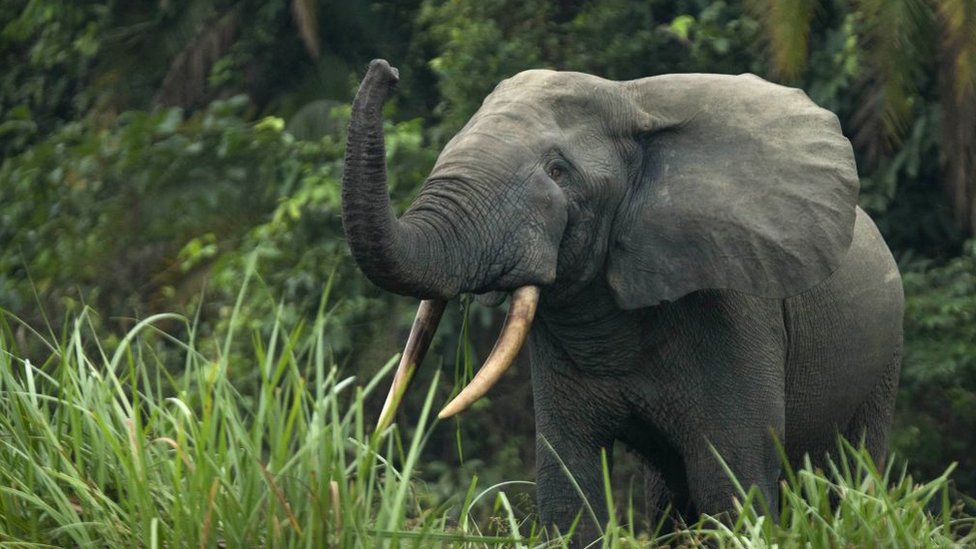 আফ্রিকান হাতি