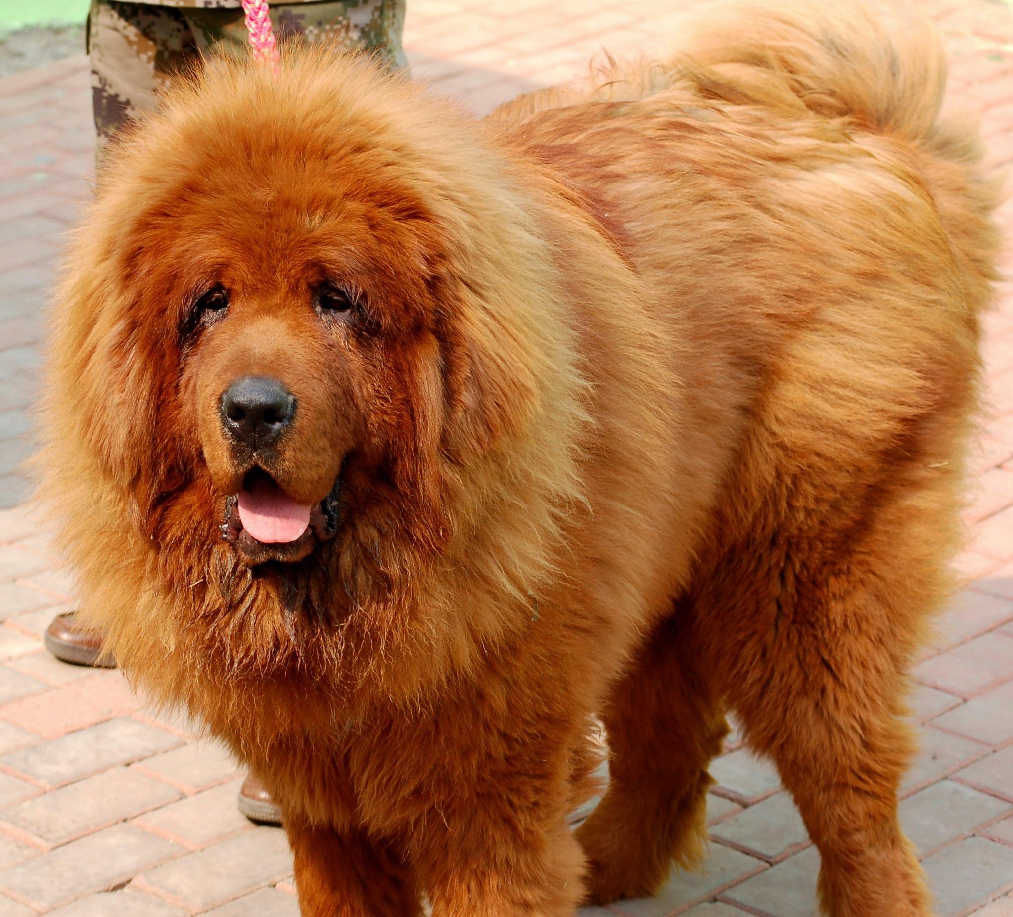 বিগ স্প্ল্যাশএর মত ম্যাস্টিফ জাতীয় কুকুর চীনে আভিজাত্যের প্রতীক হিসেবে বিবেচিত হয়