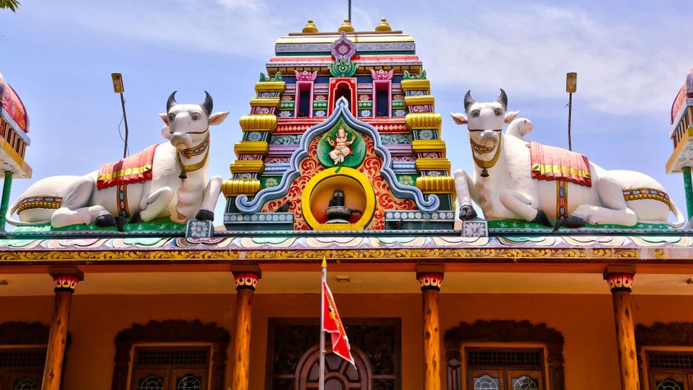 জাফনার একটি হিন্দু মন্দিরে গোমূর্তি। হিন্দুদের মতোই বৌদ্ধদের কাছেও গরু পবিত্র প্রাণী।