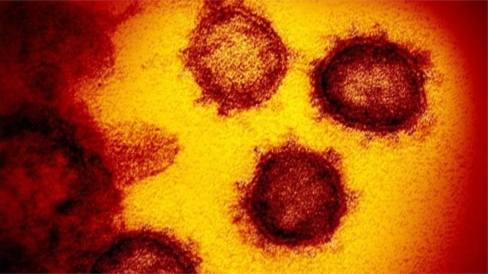 করোনাভাইরাস করোনাভাইরাস